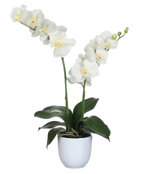 Pianta di orchidea